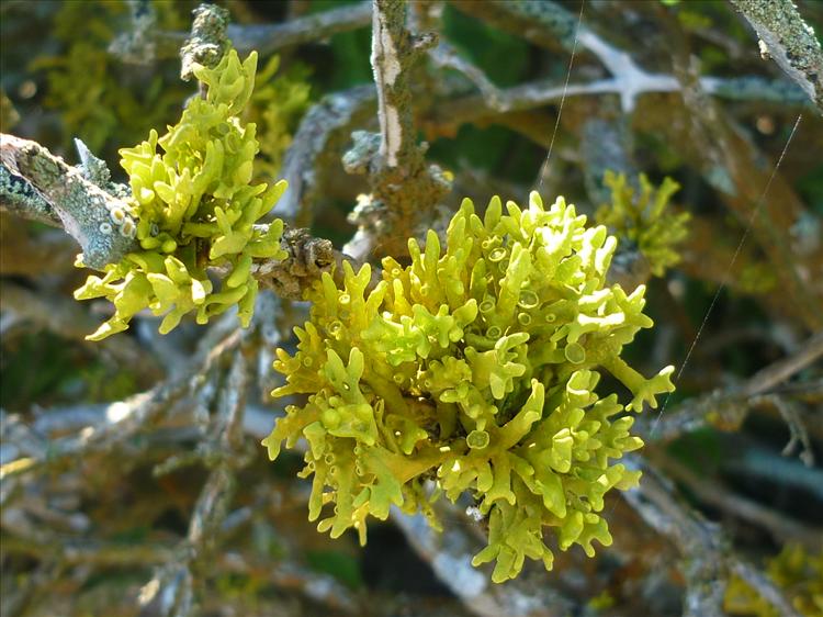 Xanthodactylon flammeum from South Africa, West Coast National Park Det: E. Sérusiaux