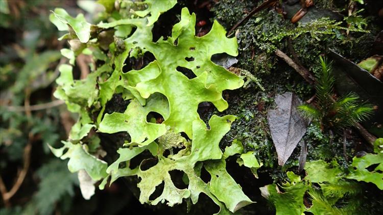 Sticta canariensis from Portugal (Azores) 