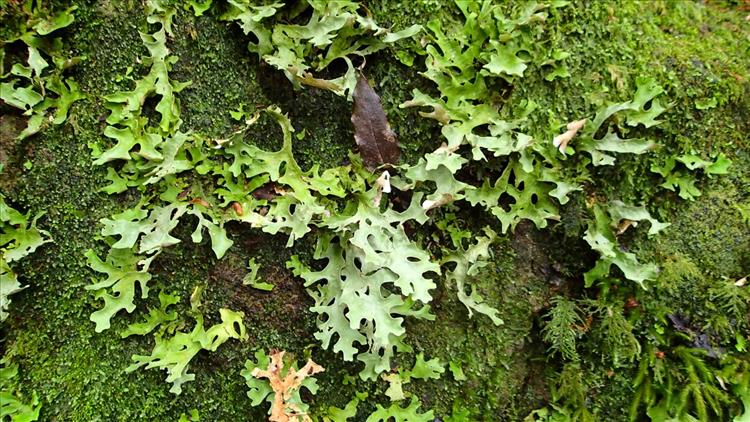 Sticta canariensis from Portugal (Azores) 