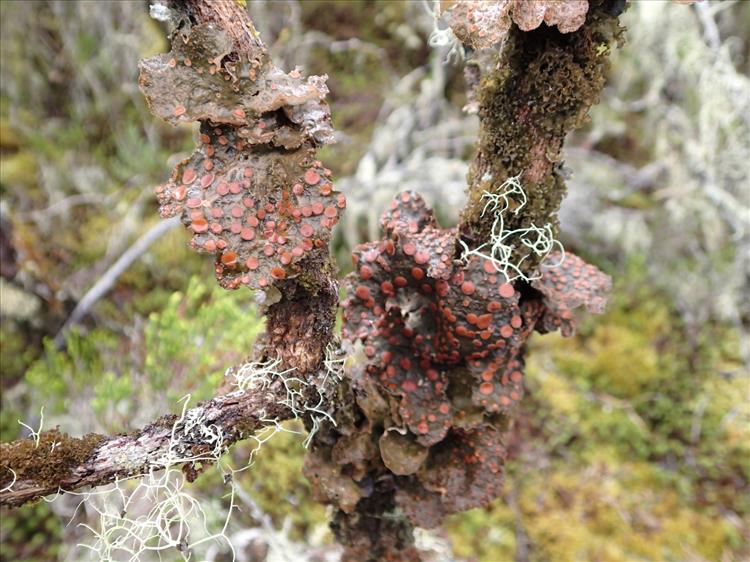 Sticta ambavillaria from France (La Réunion) 