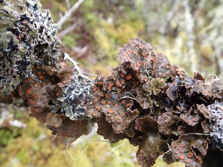 Sticta ambavillaria from France (La Réunion) 