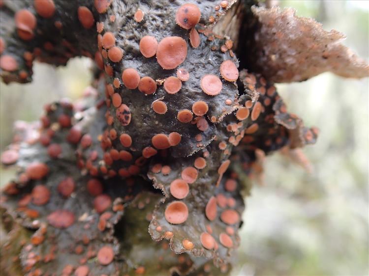 Sticta ambavillaria from France (La Réunion) 