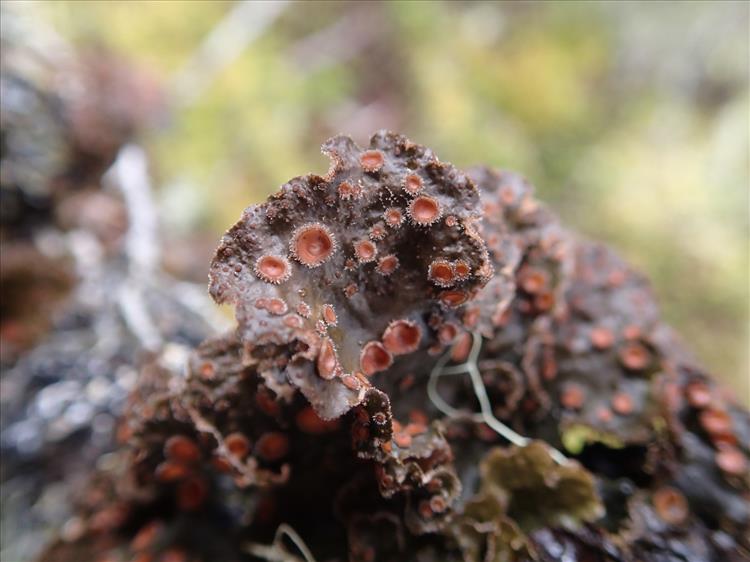 Sticta ambavillaria from France (La Réunion) 