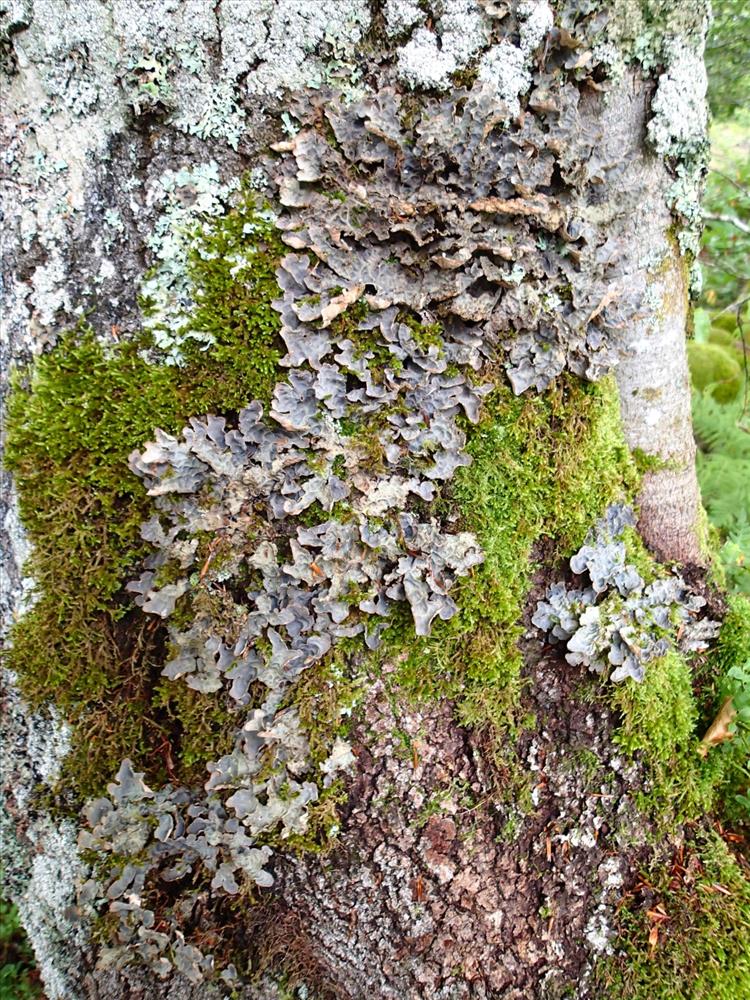 Lobaria scrobiculata from France (Massif central) 