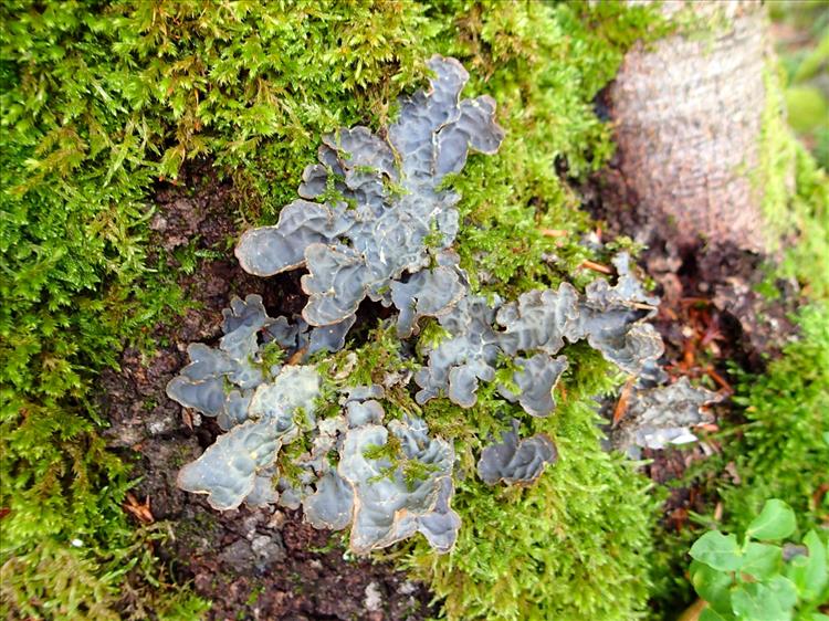 Lobaria scrobiculata from France (Massif central) 