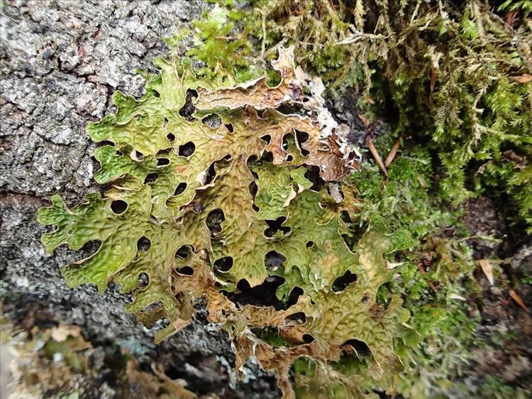 Lobaria pulmonaria from France (Massif central) 