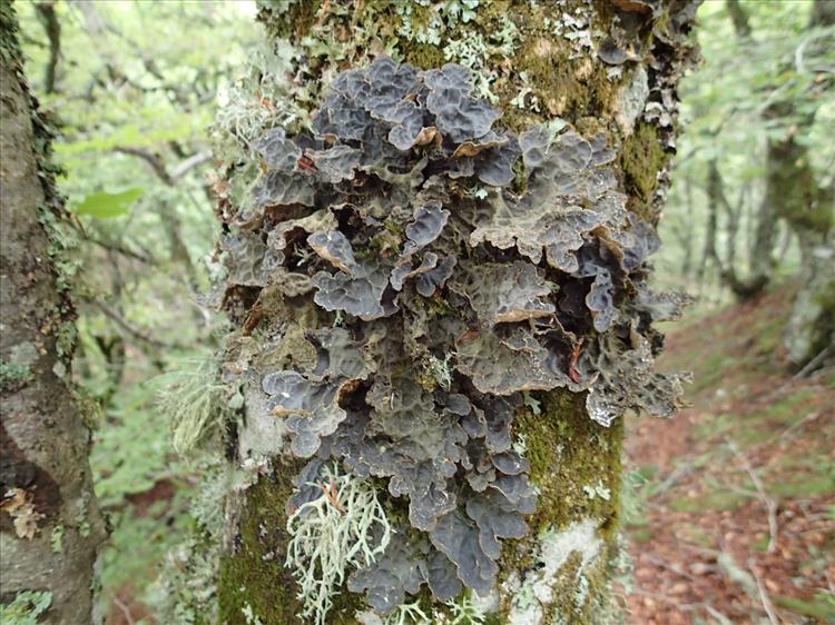 Lobaria scrobiculata from France (Massif central) 