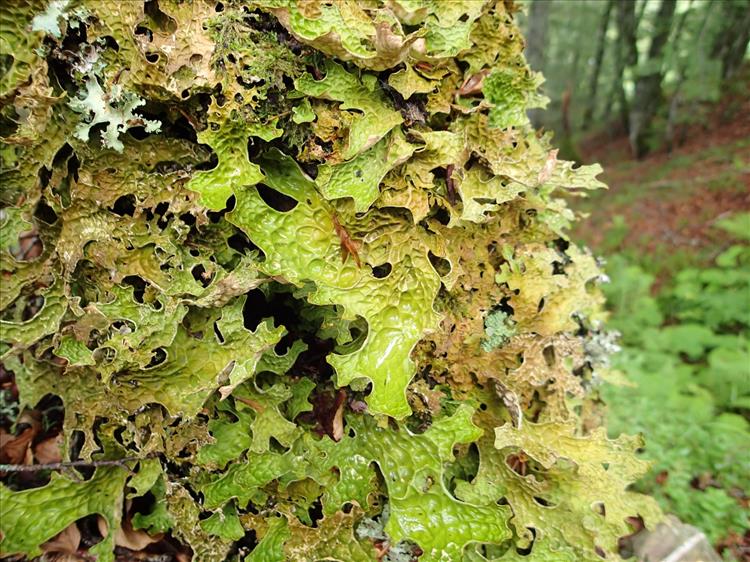 Lobaria pulmonaria from France (Massif central) 