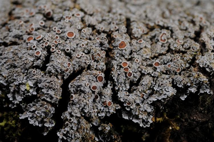 Pannaria caesiocinerea from Trinidad and Tobago, Tobago Parish of  St John Specimen O-L152120