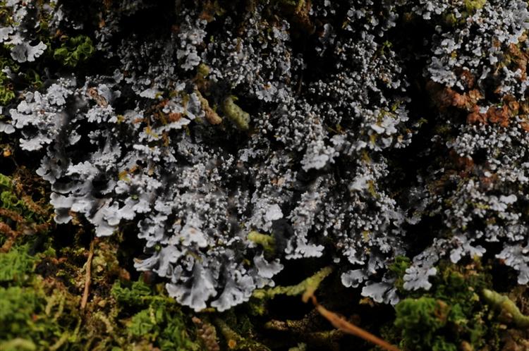 Pannaria prolificans from Trinidad and Tobago, Tobago Parish of  St John Specimen O-L152114