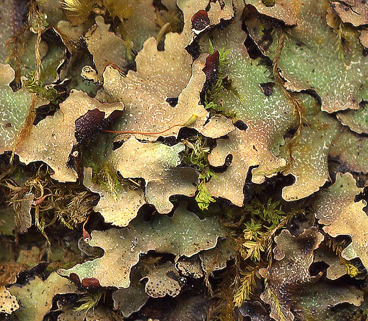 Parmelia adaugescens from China, Yunnan leg. Sparrius 7652