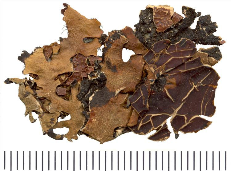 Parmotrema cetratum from United States of America Lectotype, H-ACH 1329