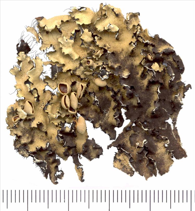 Parmotrema delicatulum from Brazil Holotype