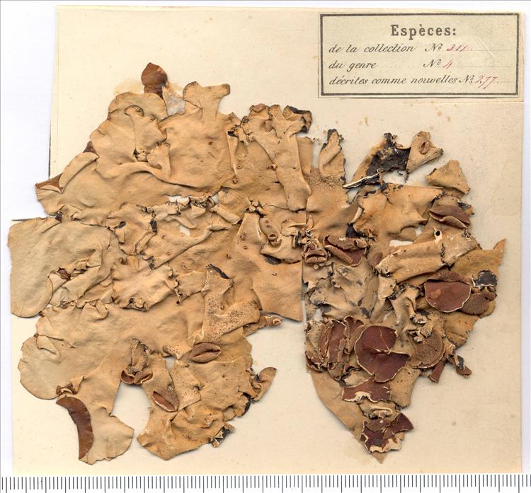 Parmotrema latissimum from Jamaica Lectotype