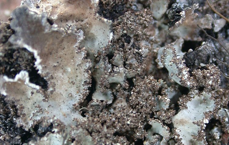 Parmelia meiophora from China, Yunnan (ABL)