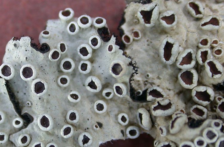 Parmelia ricasolioides from China, Yunnan (ABL)