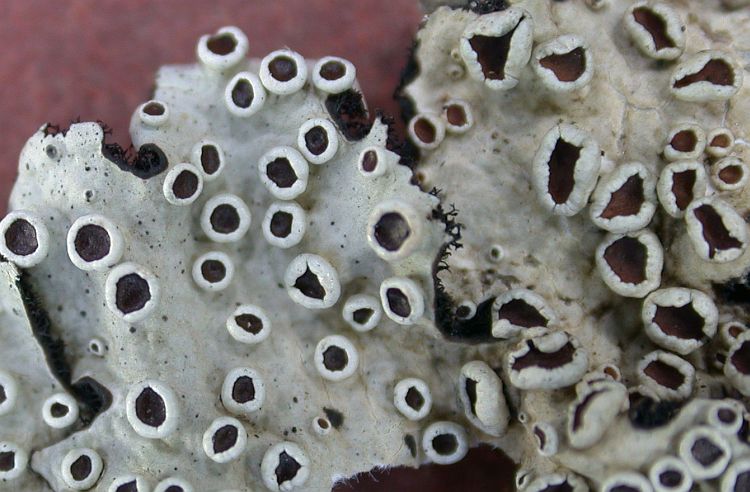 Parmelia ricasolioides from China, Yunnan (ABL)