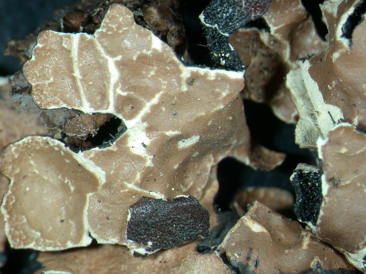 Parmelia sulcata from NE Pakistan leg. S.Iqbal 187; herb. LAH