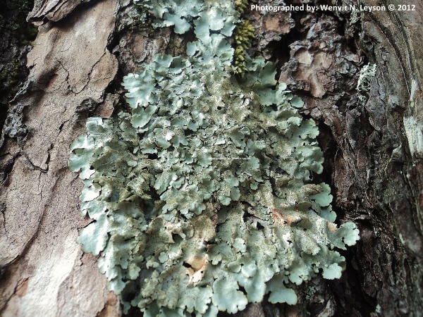 Parmelinella wallichiana from Philippines, Mines view deck, Baguio City, Benguet This was identified by Dr. Paulina A. Bawingan.