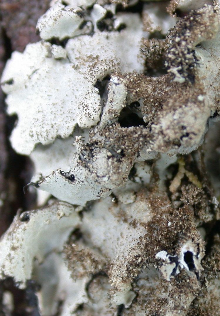 Parmelinopsis horrescens from Taiwan (ABL)