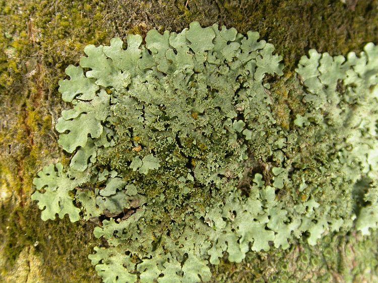 Parmelinopsis minarum from Thailand, Chiang Mai region hb Sparrius