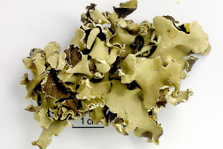 Parmotrema austrosinene from Canary Isles 