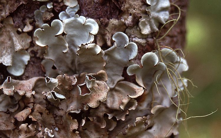 Parmotrema corniculans from Thailand, Chiang Mai region leg. Sparrius 7128