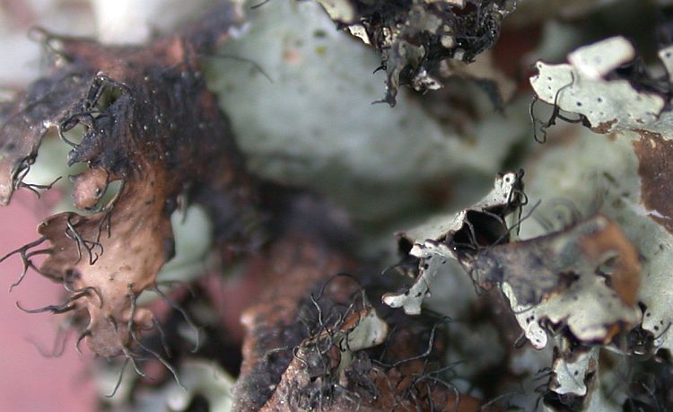 Parmotrema corniculans from China, Yunnan (ABL)