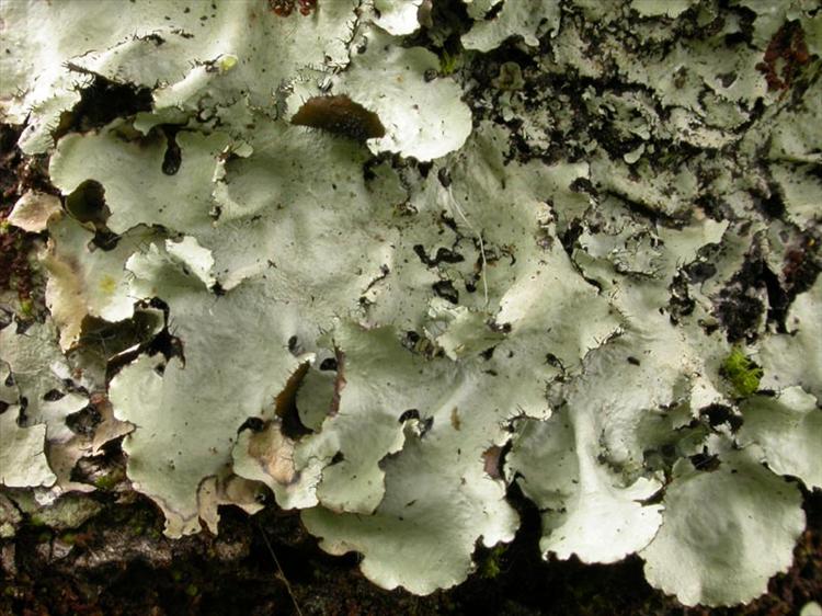 Parmotrema crinitum from Scotland, Highland Specimen O-L135020