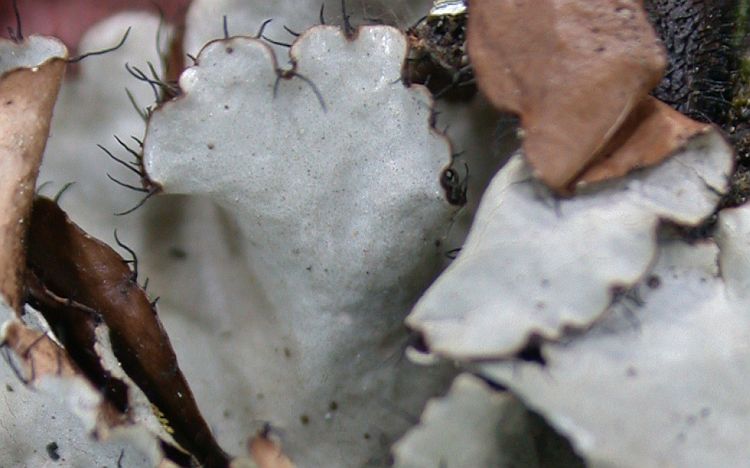 Parmotrema eciliatum from Taiwan (ABL)