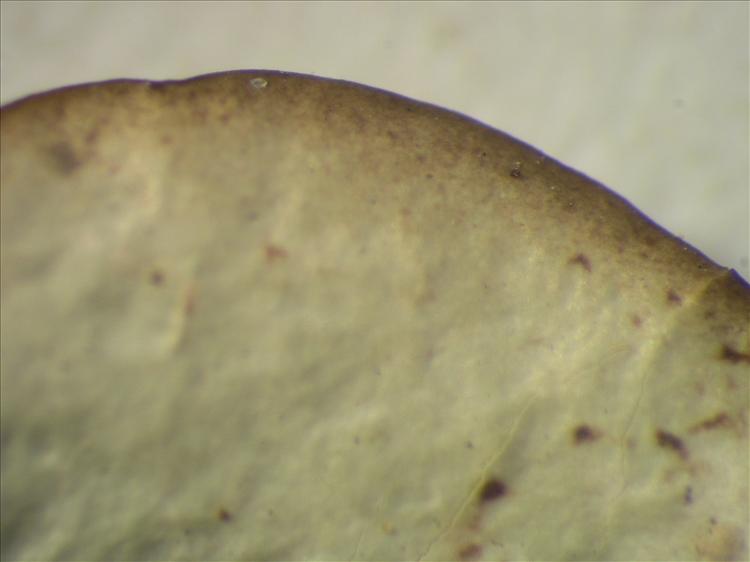 Parmotrema endosulphureum from Netherlands Antilles, Saba Habitus. leg. Sipman  54887. Image width = 4 mm.