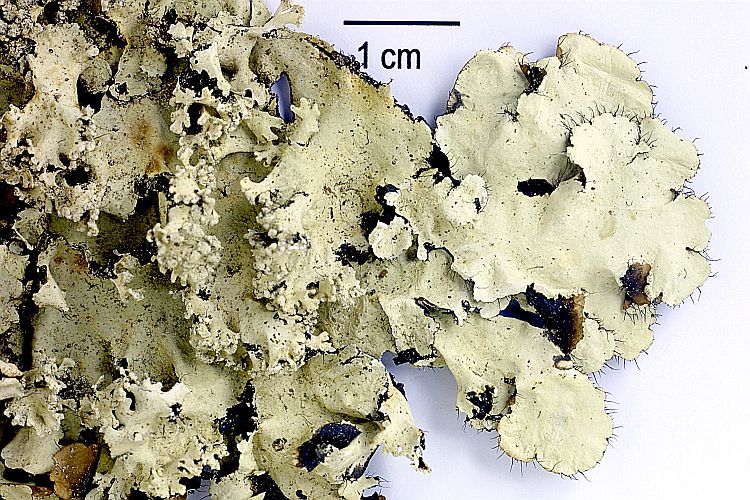 Parmotrema mellissii from Philippines 