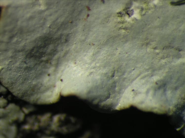 Parmotrema praesorediosum from Netherlands Antilles, Saba Habitus. leg. B. Buck 50921. Image width = 4 mm.