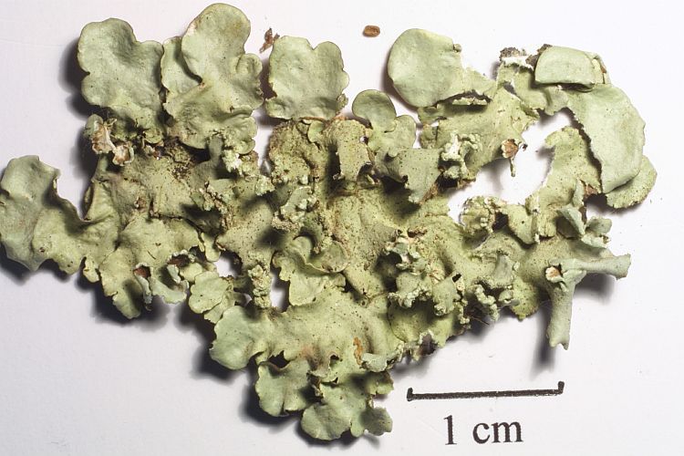 Parmotrema praesorediosum from Thailand 