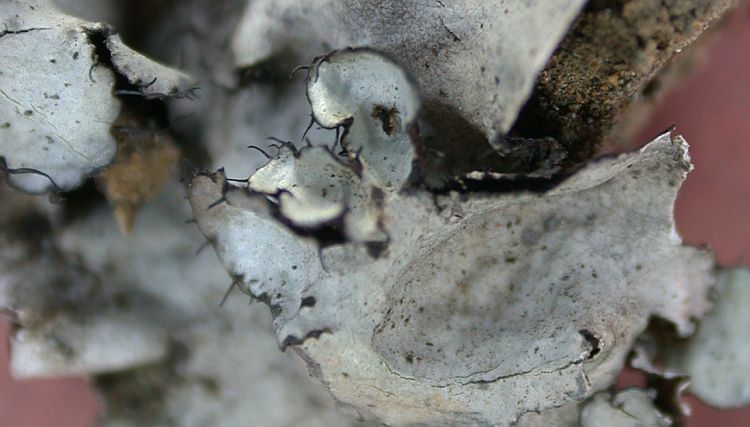 Parmotrema subarnoldii from China, Yunnan (ABL)