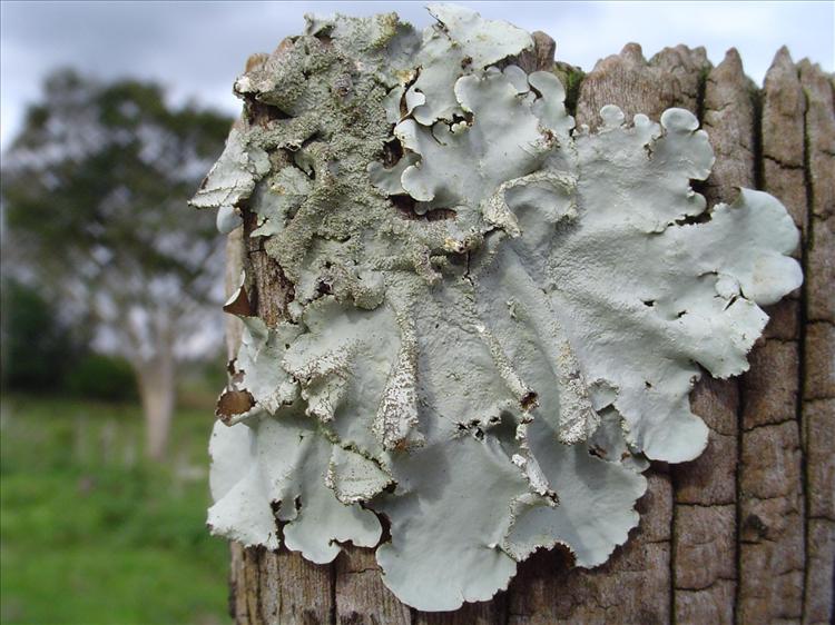 Parmotrema tinctorum from Brazil, Riqueza, Santa Catarina 