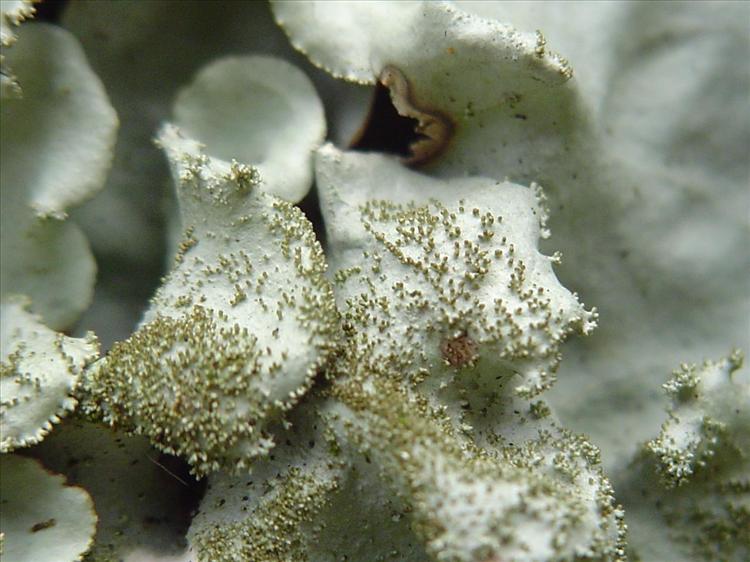 Parmotrema tinctorum from Brazil, Instituto de Botânica, São Paulo Showing isidia.