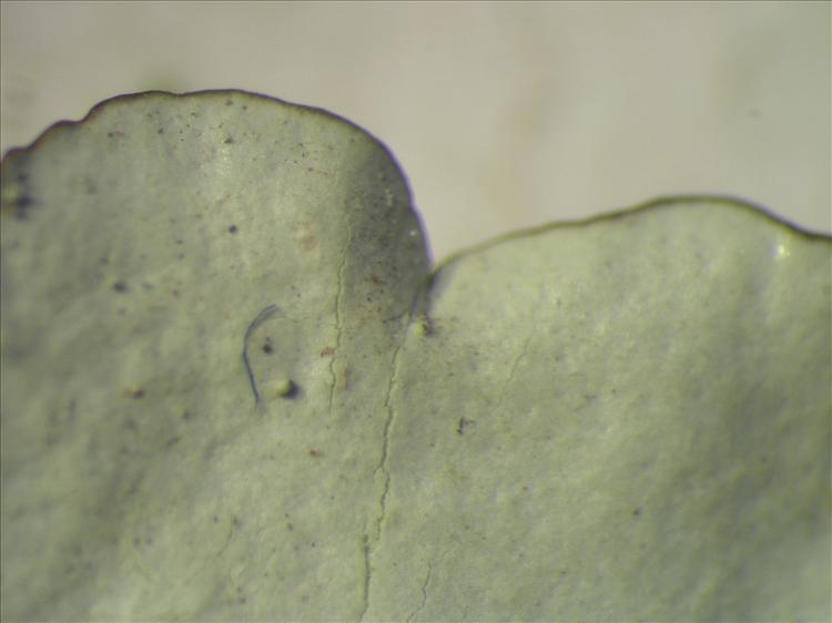 Parmotrema tinctorum from Netherlands Antilles, Saba Habitus. leg. B. Buck 50624. Image width = 4 mm.