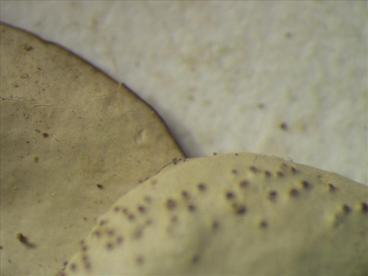 Parmotrema tinctorum from Netherlands Antilles, Saba Habitus. leg. Sipman  15180. Image width = 4 mm.