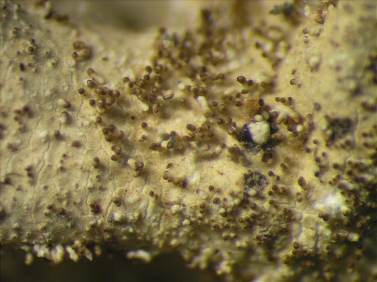 Parmotrema tinctorum from Netherlands Antilles, Saba Habitus. leg. Sipman  15180. Image width = 4 mm.