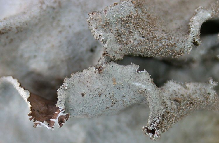 Parmotrema tinctorum from Taiwan (ABL)