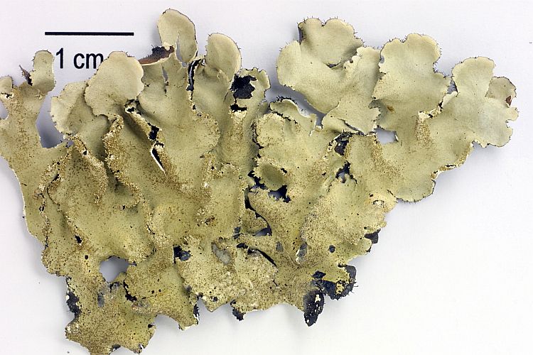 Parmotrema ultralucens from Azores 