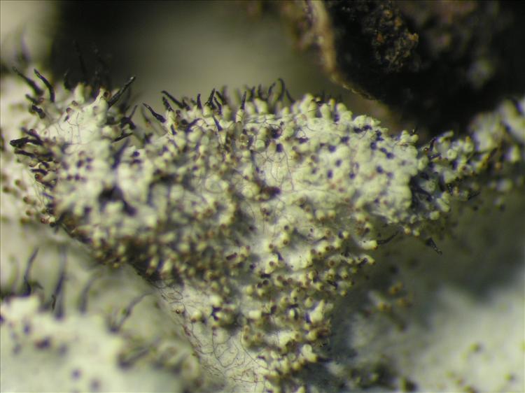 Parmotrema ultralucens from Netherlands Antilles, Saba Habitus. leg. Sipman  54750. Image width = 4 mm.
