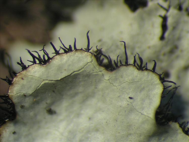 Parmotrema ultralucens from Netherlands Antilles, Saba Habitus. leg. Sipman  54750. Image width = 4 mm.