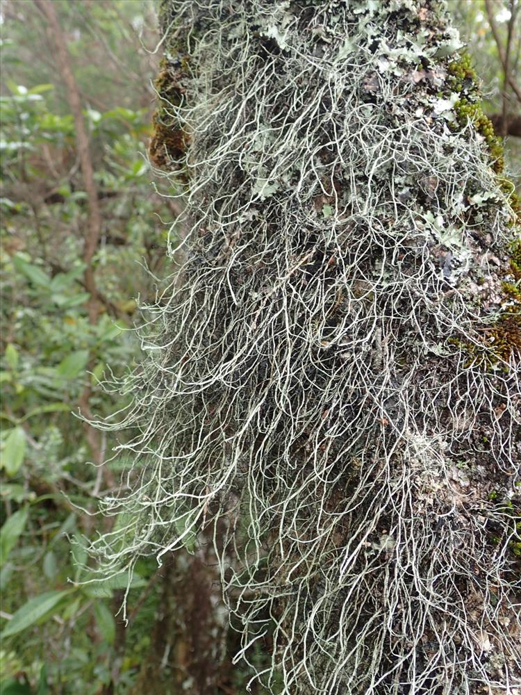 Heterodermia leucomelos subsp. boryi from France (La Réunion) 