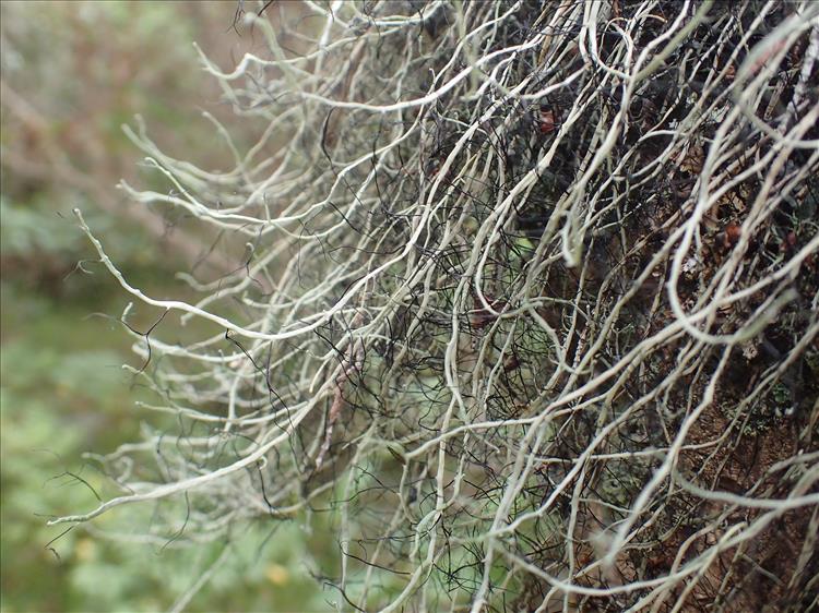 Heterodermia leucomelos subsp. boryi from France (La Réunion) 