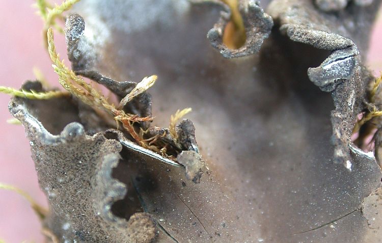 Peltigera dolichospora from China, Yunnan (ABL)