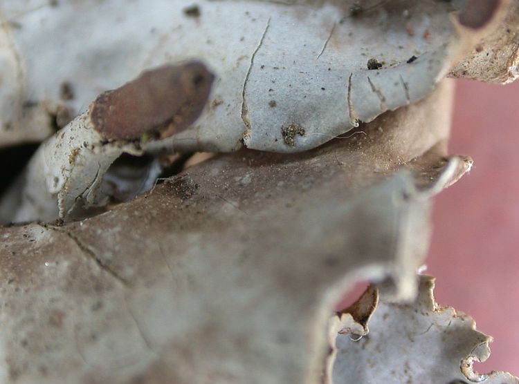 Peltigera neckeri from China, Yunnan (ABL)