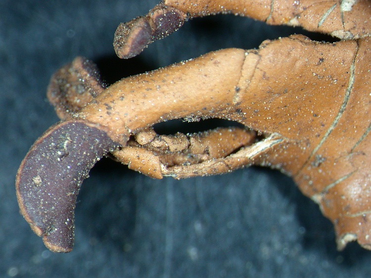 Peltigera polydactyla from NE Pakistan leg. S.Iqbal 401; herb. LAH