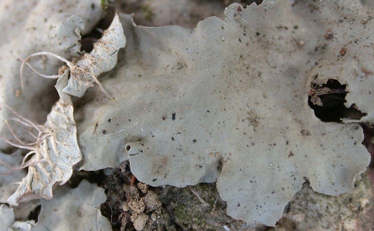 Peltigera praetextata from Taiwan (ABL)